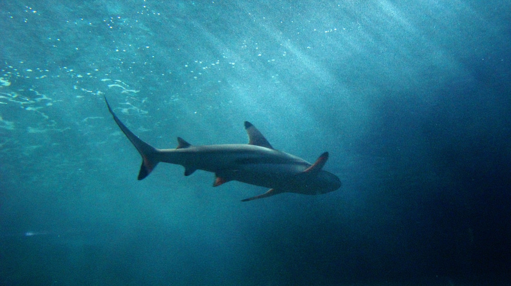 Shark Monitoring Systems